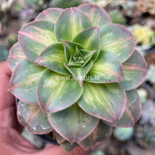 Aeonium Decorum CV. Moonburst, real gallery image #7 plants. Picture taken directly from kaktus.id community Aeonium farmer green houses.