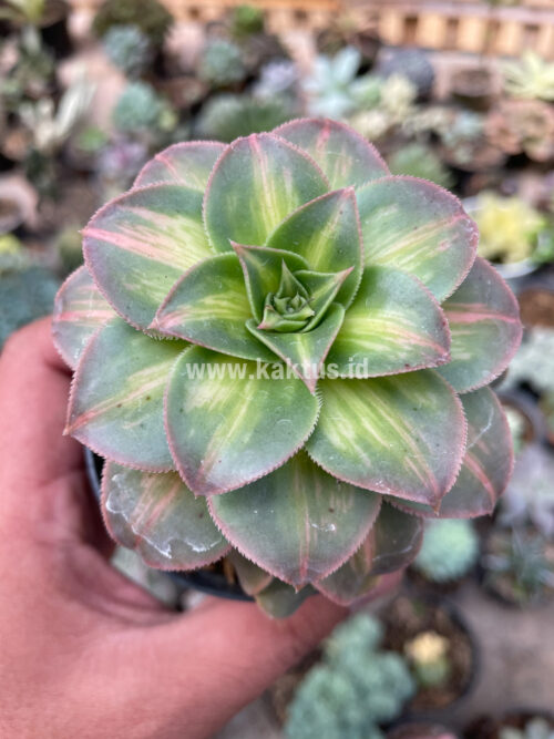 Aeonium Decorum CV. Moonburst, real gallery image #6 plants. Picture taken directly from kaktus.id community Aeonium farmer green houses.