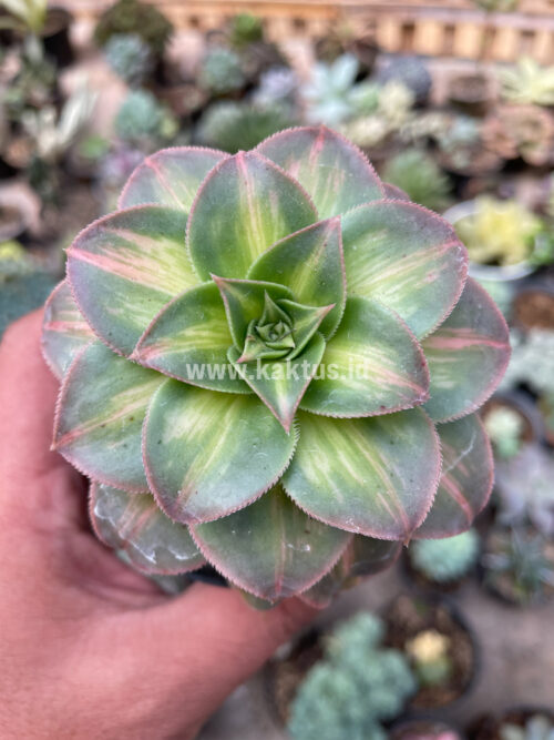 Aeonium Decorum CV. Moonburst, real gallery image #5 plants. Picture taken directly from kaktus.id community Aeonium farmer green houses.