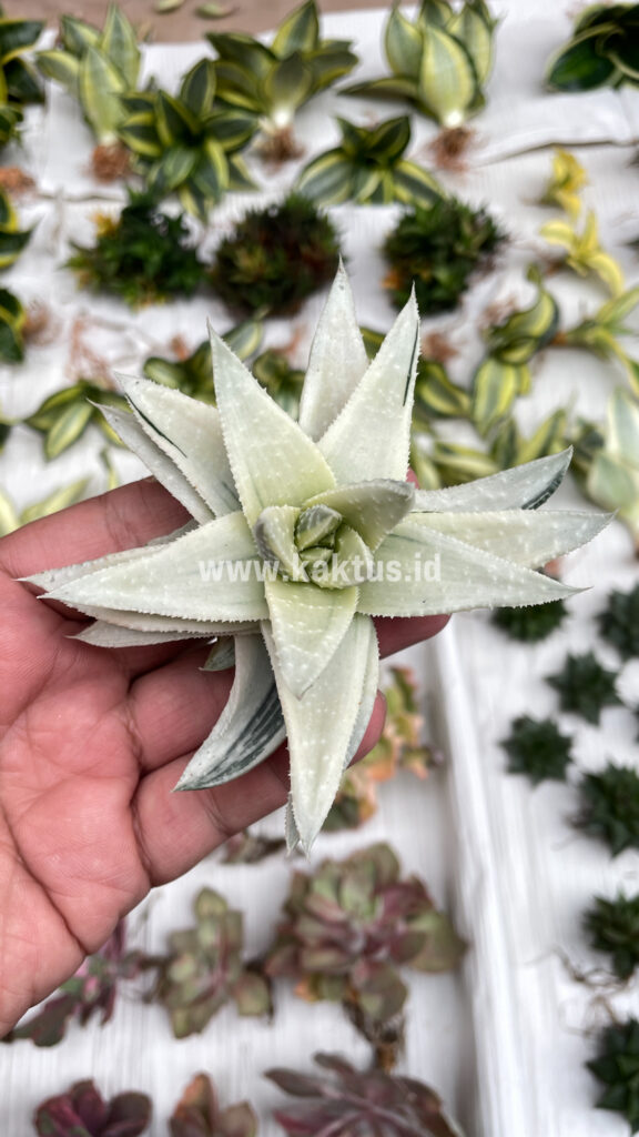 kaktus.id