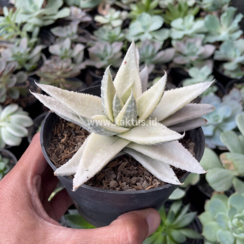 Gasteraloe Beguinii Aurea Albino Variegated, real gallery image #5 plants. Picture taken directly from kaktus.id community Gasteraloe farmer green houses.
