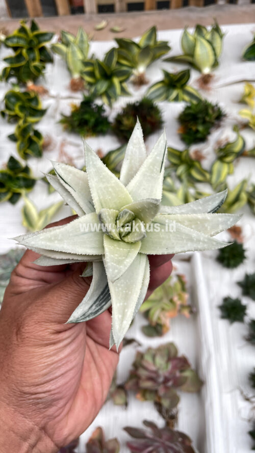 Gasteraloe Beguinii Aurea Albino Variegated, real gallery image #8 plants. Picture taken directly from kaktus.id community Gasteraloe farmer green houses.