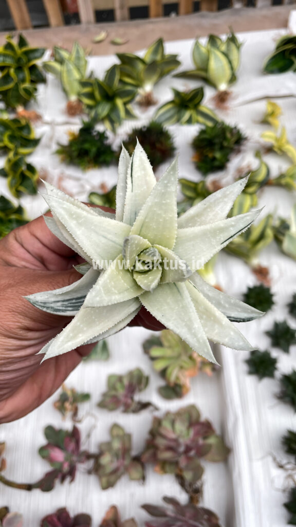 kaktus.id