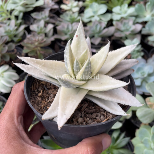 Gasteraloe Beguinii Aurea Albino Variegated, real gallery image #2 plants. Picture taken directly from kaktus.id community Gasteraloe farmer green houses.