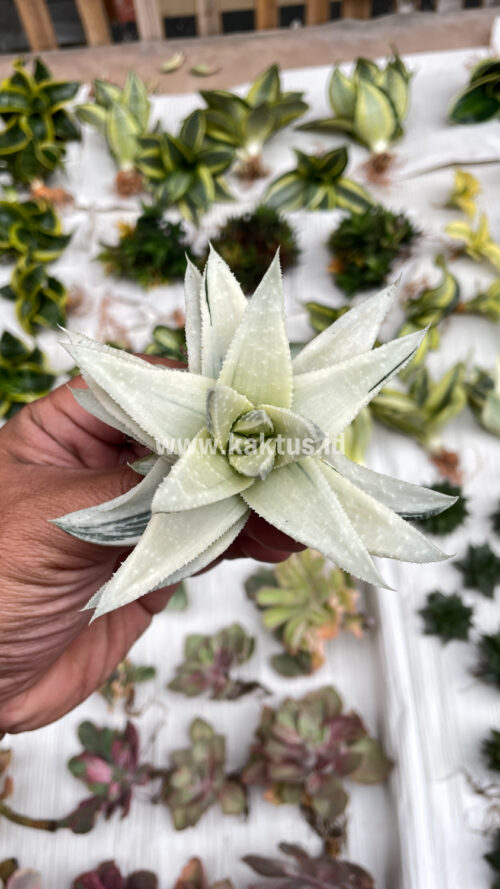 Gasteraloe Beguinii Aurea Albino Variegated, real gallery image #14 plants. Picture taken directly from kaktus.id community Gasteraloe farmer green houses.