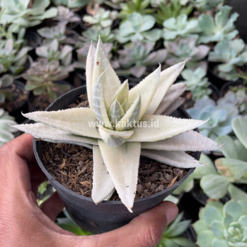 Gasteraloe Beguinii Aurea Albino Variegated, real gallery image #6 plants. Picture taken directly from kaktus.id community Gasteraloe farmer green houses.