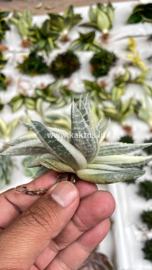 Gasteraloe Beguinii Aurea Albino Variegated, real gallery image #13 plants. Picture taken directly from kaktus.id community Gasteraloe farmer green houses.