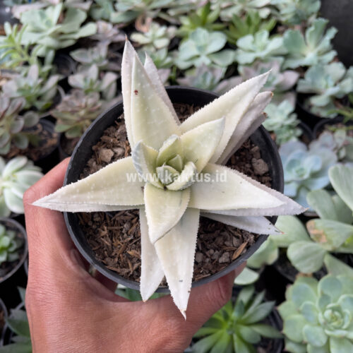 Gasteraloe Beguinii Aurea Albino Variegated, real gallery image #7 plants. Picture taken directly from kaktus.id community Gasteraloe farmer green houses.