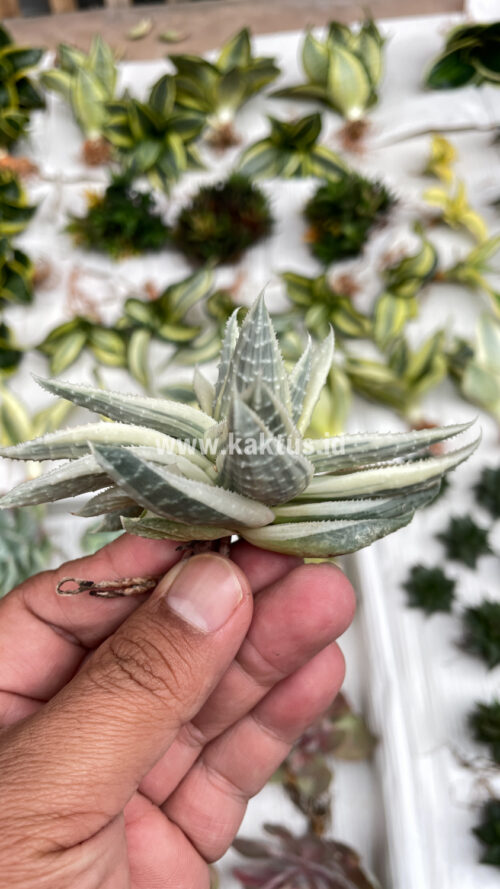 Gasteraloe Beguinii Aurea Albino Variegated, real gallery image #12 plants. Picture taken directly from kaktus.id community Gasteraloe farmer green houses.
