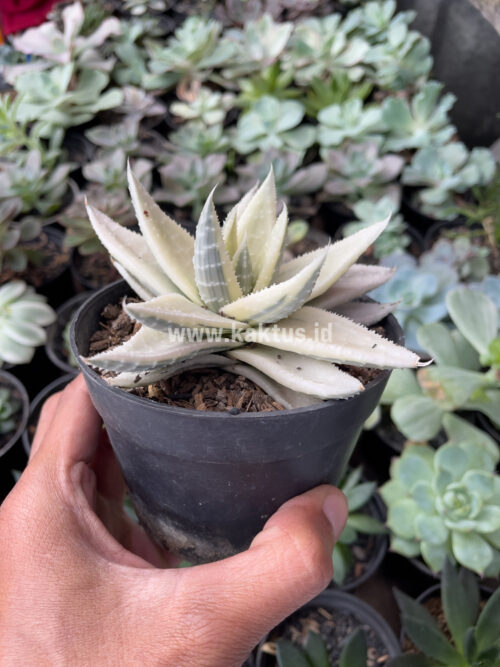 Gasteraloe Beguinii Aurea Albino Variegated, real gallery image #3 plants. Picture taken directly from kaktus.id community Gasteraloe farmer green houses.