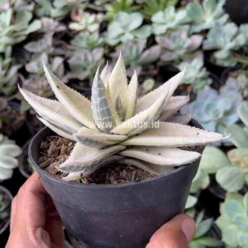 Gasteraloe Beguinii Aurea Albino Variegated, real gallery image #4 plants. Picture taken directly from kaktus.id community Gasteraloe farmer green houses.
