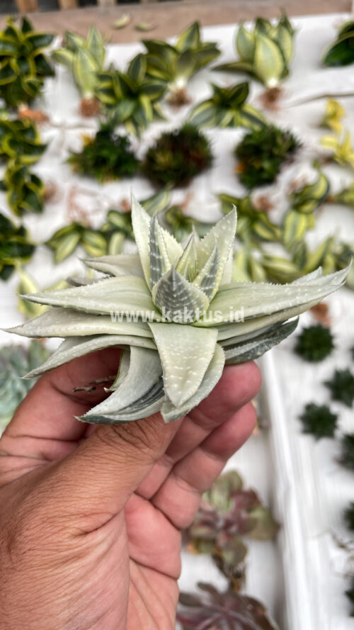Gasteraloe Beguinii Aurea Albino Variegated, real gallery image #11 plants. Picture taken directly from kaktus.id community Gasteraloe farmer green houses.