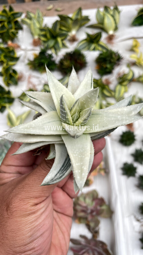 Gasteraloe Beguinii Aurea Albino Variegated, real gallery image #10 plants. Picture taken directly from kaktus.id community Gasteraloe farmer green houses.