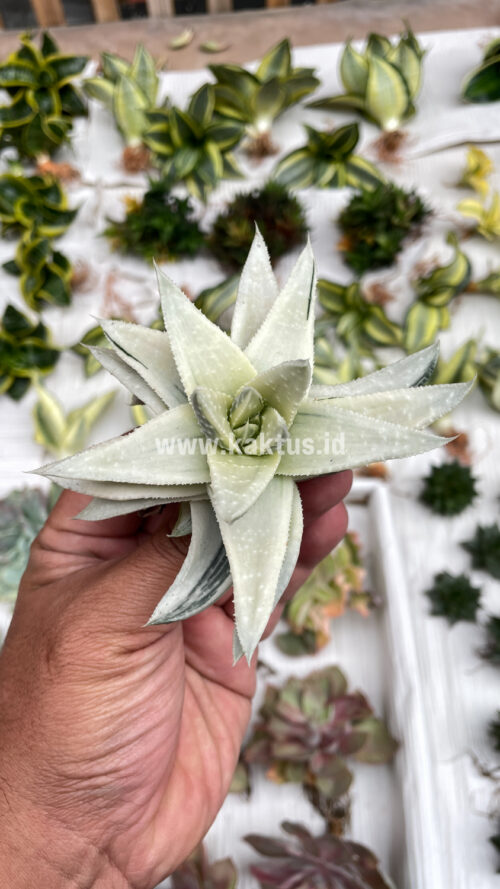Gasteraloe Beguinii Aurea Albino Variegated, real gallery image #9 plants. Picture taken directly from kaktus.id community Gasteraloe farmer green houses.