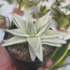 Gasteraloe Beguinii Aurea Albino Variegated, real feature image plant. Picture taken directly from kaktus.id community Gasteraloe farmer green houses.
