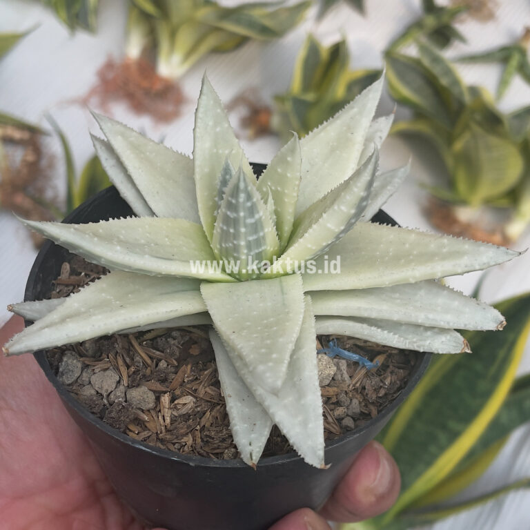 836. Gasteraloe Beguinii Aurea Albino Variegated