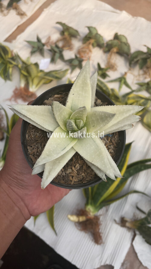 Gasteraloe Beguinii Aurea Albino Variegated, real gallery image #38 plants. Picture taken directly from kaktus.id community Gasteraloe farmer green houses.