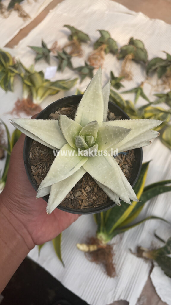 kaktus.id