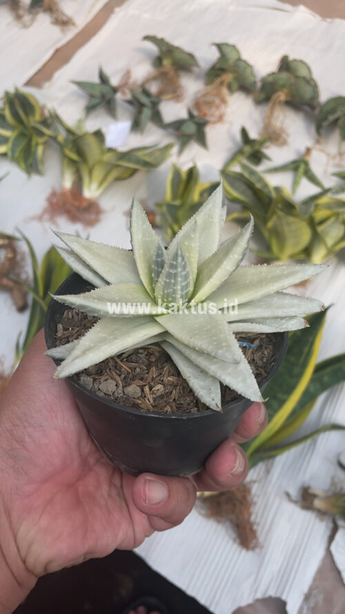 Gasteraloe Beguinii Aurea Albino Variegated, real gallery image #29 plants. Picture taken directly from kaktus.id community Gasteraloe farmer green houses.