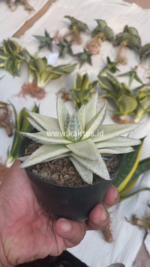Gasteraloe Beguinii Aurea Albino Variegated, real gallery image #28 plants. Picture taken directly from kaktus.id community Gasteraloe farmer green houses.