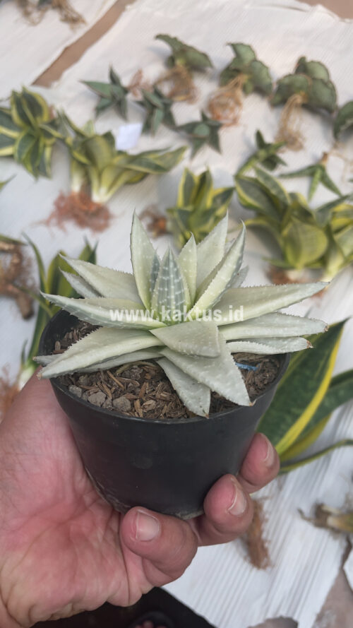 Gasteraloe Beguinii Aurea Albino Variegated, real gallery image #27 plants. Picture taken directly from kaktus.id community Gasteraloe farmer green houses.