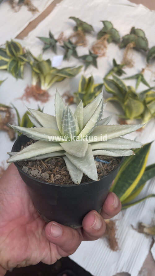 Gasteraloe Beguinii Aurea Albino Variegated, real gallery image #26 plants. Picture taken directly from kaktus.id community Gasteraloe farmer green houses.