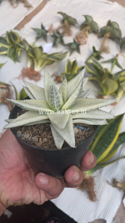 Gasteraloe Beguinii Aurea Albino Variegated, real gallery image #25 plants. Picture taken directly from kaktus.id community Gasteraloe farmer green houses.