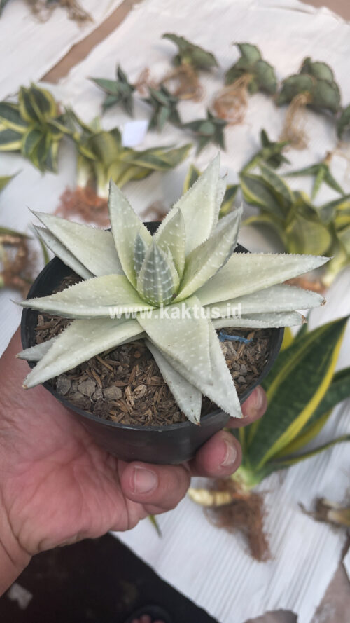 Gasteraloe Beguinii Aurea Albino Variegated, real gallery image #24 plants. Picture taken directly from kaktus.id community Gasteraloe farmer green houses.