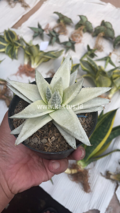 Gasteraloe Beguinii Aurea Albino Variegated, real gallery image #23 plants. Picture taken directly from kaktus.id community Gasteraloe farmer green houses.