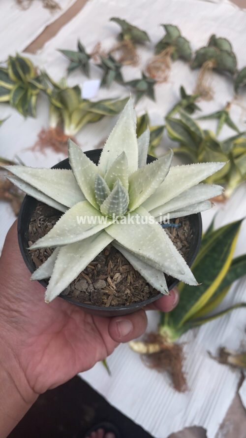 Gasteraloe Beguinii Aurea Albino Variegated, real gallery image #22 plants. Picture taken directly from kaktus.id community Gasteraloe farmer green houses.