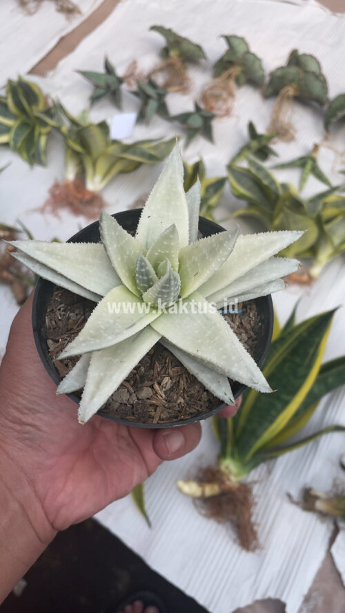 Gasteraloe Beguinii Aurea Albino Variegated, real gallery image #21 plants. Picture taken directly from kaktus.id community Gasteraloe farmer green houses.
