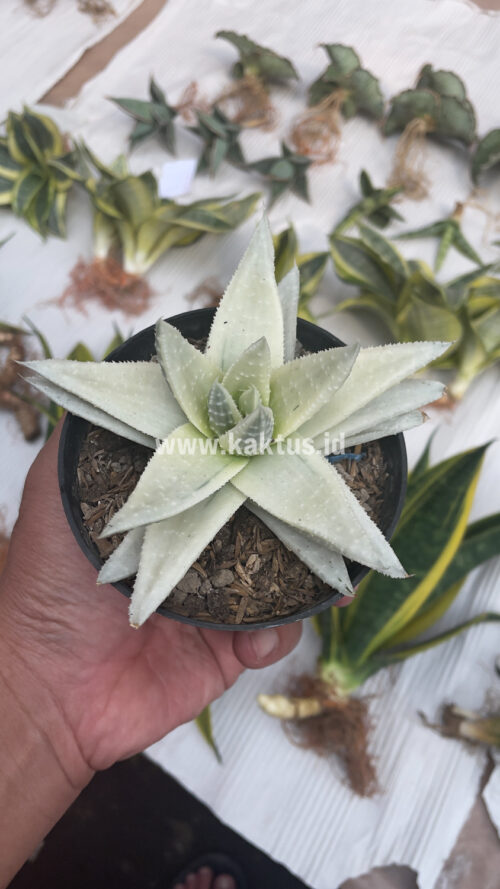 Gasteraloe Beguinii Aurea Albino Variegated, real gallery image #20 plants. Picture taken directly from kaktus.id community Gasteraloe farmer green houses.