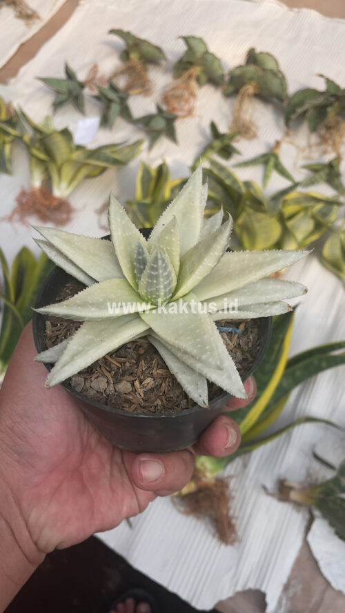 Gasteraloe Beguinii Aurea Albino Variegated, real gallery image #37 plants. Picture taken directly from kaktus.id community Gasteraloe farmer green houses.