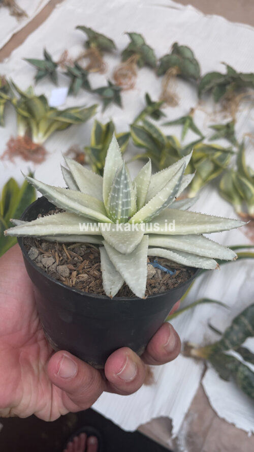 Gasteraloe Beguinii Aurea Albino Variegated, real gallery image #19 plants. Picture taken directly from kaktus.id community Gasteraloe farmer green houses.