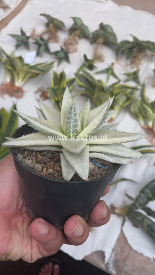 Gasteraloe Beguinii Aurea Albino Variegated, real gallery image #18 plants. Picture taken directly from kaktus.id community Gasteraloe farmer green houses.