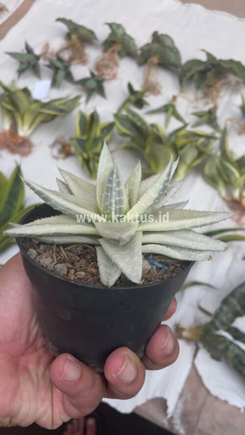 Gasteraloe Beguinii Aurea Albino Variegated, real gallery image #17 plants. Picture taken directly from kaktus.id community Gasteraloe farmer green houses.