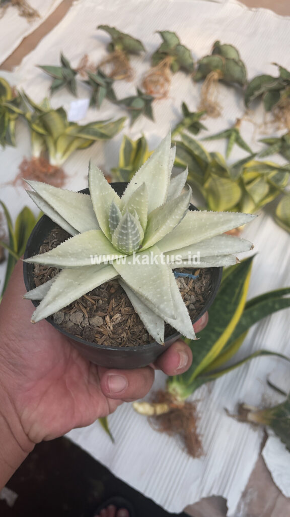 kaktus.id