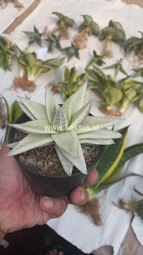 Gasteraloe Beguinii Aurea Albino Variegated, real gallery image #35 plants. Picture taken directly from kaktus.id community Gasteraloe farmer green houses.