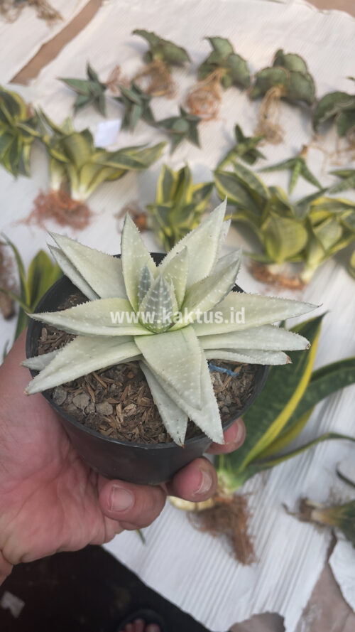 Gasteraloe Beguinii Aurea Albino Variegated, real gallery image #34 plants. Picture taken directly from kaktus.id community Gasteraloe farmer green houses.