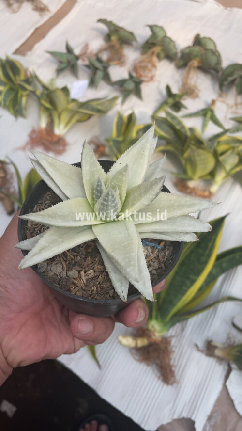 Gasteraloe Beguinii Aurea Albino Variegated, real gallery image #33 plants. Picture taken directly from kaktus.id community Gasteraloe farmer green houses.