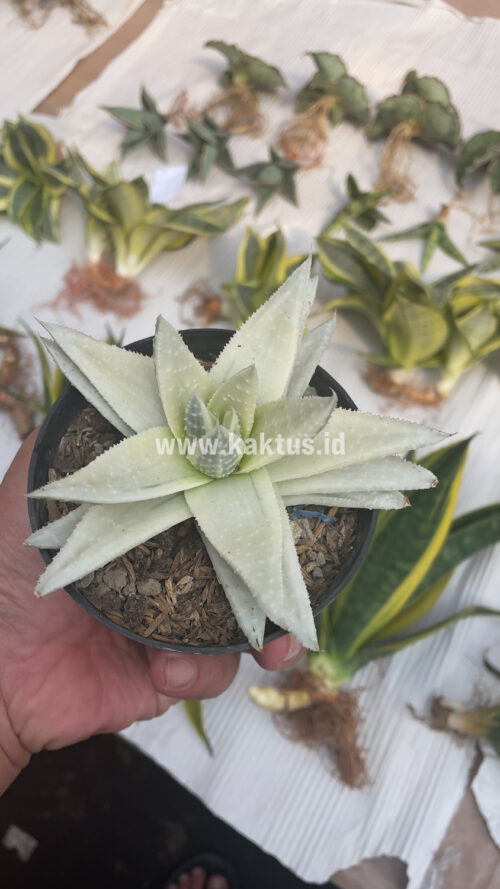 Gasteraloe Beguinii Aurea Albino Variegated, real gallery image #32 plants. Picture taken directly from kaktus.id community Gasteraloe farmer green houses.