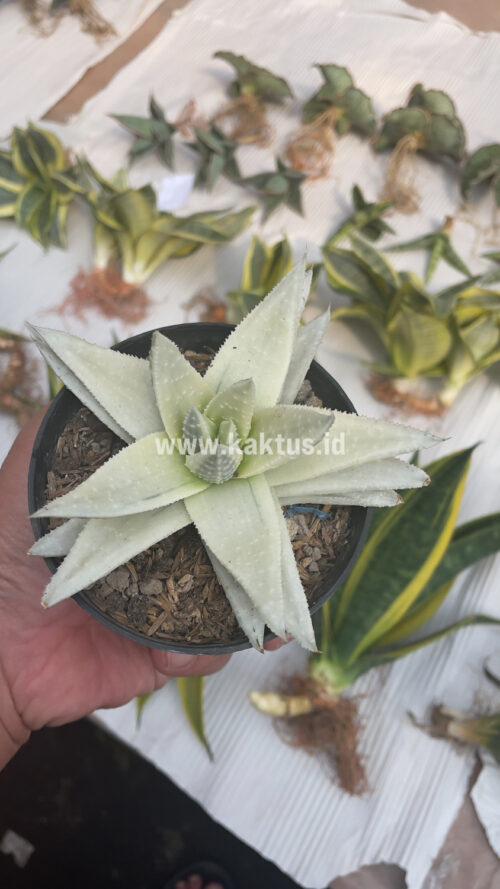 Gasteraloe Beguinii Aurea Albino Variegated, real gallery image #31 plants. Picture taken directly from kaktus.id community Gasteraloe farmer green houses.