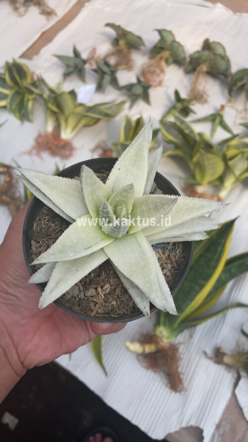 Gasteraloe Beguinii Aurea Albino Variegated, real gallery image #30 plants. Picture taken directly from kaktus.id community Gasteraloe farmer green houses.