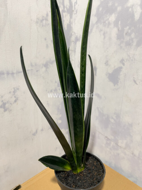 Sansevieria Green Arrow, real gallery image #1 plants. Picture taken directly from kaktus.id community Sansevieria farmer green houses.