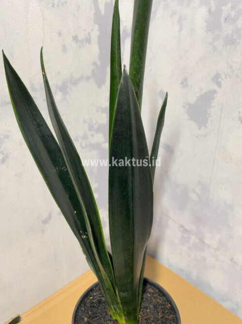 Sansevieria Green Arrow, real gallery image #2 plants. Picture taken directly from kaktus.id community Sansevieria farmer green houses.