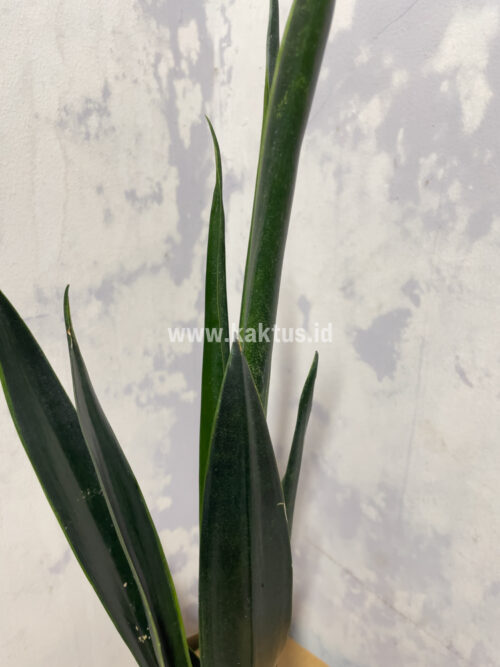 Sansevieria Green Arrow, real gallery image #3 plants. Picture taken directly from kaktus.id community Sansevieria farmer green houses.