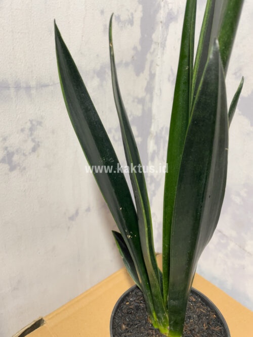 Sansevieria Green Arrow, real gallery image #4 plants. Picture taken directly from kaktus.id community Sansevieria farmer green houses.