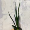 Sansevieria Green Arrow, real gallery image #5 plants. Picture taken directly from kaktus.id community Sansevieria farmer green houses.