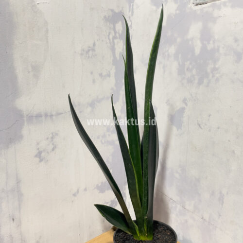 Sansevieria Green Arrow, real gallery image #5 plants. Picture taken directly from kaktus.id community Sansevieria farmer green houses.