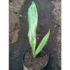 Sansevieria Guineensis, real gallery image #1 plants. Picture taken directly from kaktus.id community Sansevieria farmer green houses.